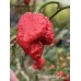 BOC x SKB Red Pepper Seeds BOC x SKB Red Pepper Seeds