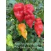 Major Pain x Yaki Bkue Fawn x 7-Pot Bubble Gum Pepper Seeds 