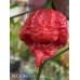 BOC x SKB Red Pepper Seeds BOC x SKB Red Pepper Seeds