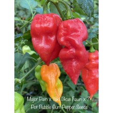 Major Pain x Yaki Bkue Fawn x 7-Pot Bubble Gum Pepper Seeds 