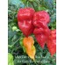Major Pain x Yaki Bkue Fawn x 7-Pot Bubble Gum Pepper Seeds 