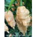 Jays Ghost Peach x Bhut Jolokia White Pepper Seeds Jays Ghost Peach x Bhut Jolokia White Pepper Seeds