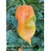 Major Pain x Yaki Bkue Fawn x 7-Pot Bubble Gum Pepper Seeds 