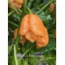 BOC x 7-Pot Primo Orange Pepper Seeds