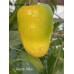 Rocoto Yellow Pepper Seeds Rocoto Yellow Pepper Seeds