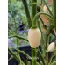 Snow White Pepper Seeds Snow White Pepper Seeds