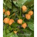 BOC x 7-Pot Primo Orange Pepper Seeds