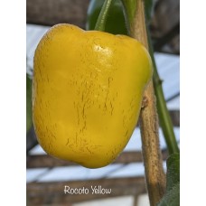 Rocoto Yellow Pepper Seeds 