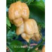 BOC x 7-Pot Primo Orange Pepper Seeds