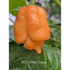 BOC x 7-Pot Primo Orange Pepper Seeds