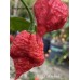 BOC x SKB Red Pepper Seeds BOC x SKB Red Pepper Seeds