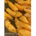 APS Hot Finger Orange Pepper Seeds APS Hot Finger Orange Pepper Seeds