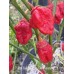 7-Pot Bubble Gum Frankenstein Pepper Seeds 7-Pot Bubble Gum Frankenstein Pepper Seeds