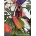 APS Black Jelly Bean Pepper Seeds 