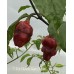 7-Pot Bubble Gum Dream Pepper Seeds