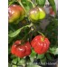 APS Pretty Black Habanero Pepper Seeds 