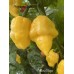 Naga Yellow Pepper Seeds Naga Yellow Pepper Seeds