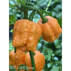 BOC  x GKB Orange Pepper Seeds