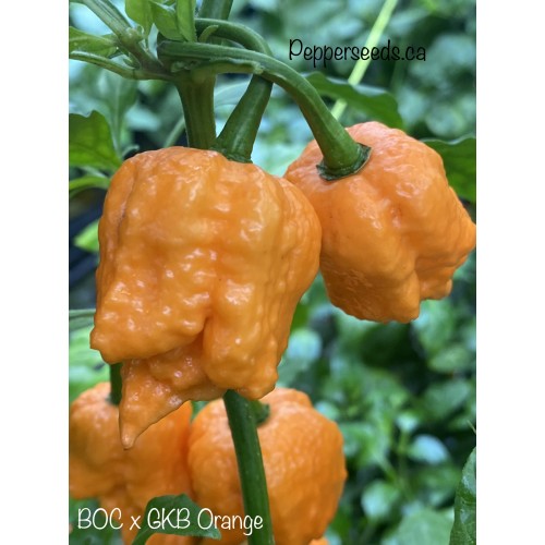 BOC x GKB Orange Pepper Seeds