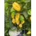 Naga Yellow Pepper Seeds Naga Yellow Pepper Seeds