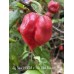 Jig Saw x BBM x Yaki Blue Fawn Pepper Seeds 