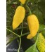 Naga Yellow Pepper Seeds Naga Yellow Pepper Seeds