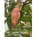 7-Pot Bubble-Gum X Jays Ghost Peach Pepper Seeds 