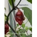 7-Pot Bubble Gum Dream Pepper Seeds