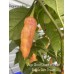 7-Pot Bubble-Gum X Jays Ghost Peach Pepper Seeds 