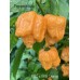 BOC x GKB Orange Pepper Seeds BOC x GKB Orange Pepper Seeds