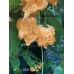 BOC x GKB Orange Pepper Seeds BOC x GKB Orange Pepper Seeds