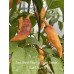 7-Pot Bubble-Gum X Jays Ghost Peach Pepper Seeds 