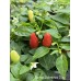 Numex Valentines Day Pepper Seeds Numex Valentines Day Pepper Seeds