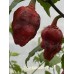 7-Pot Bubble Gum Dream Pepper Seeds