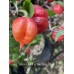 Jig Saw x BBM x Yaki Blue Fawn Pepper Seeds 