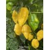 Naga Yellow Pepper Seeds Naga Yellow Pepper Seeds