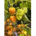 Hainan Yellow Lantern Pepper Seeds 