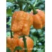 BOC x GKB Orange Pepper Seeds BOC x GKB Orange Pepper Seeds