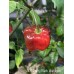 APS Pretty Black Habanero Pepper Seeds 