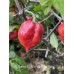 Jig Saw x BBM x Yaki Blue Fawn Pepper Seeds 