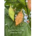 7-Pot Bubble-Gum X Jays Ghost Peach Pepper Seeds 