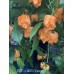 BOC x GKB Orange Pepper Seeds BOC x GKB Orange Pepper Seeds