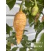 7-Pot Bubble-Gum X Jays Ghost Peach Pepper Seeds 