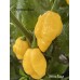 Naga Yellow Pepper Seeds Naga Yellow Pepper Seeds