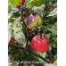 APS Pretty Black Habanero Pepper Seeds 