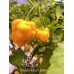 Hainan Yellow Lantern Pepper Seeds 