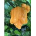 BOC x GKB Orange Pepper Seeds BOC x GKB Orange Pepper Seeds