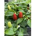 Numex Valentines Day Pepper Seeds Numex Valentines Day Pepper Seeds