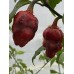 7-Pot Bubble Gum Dream Pepper Seeds