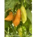 APS Aji Yellow Orange Pepper Seeds 